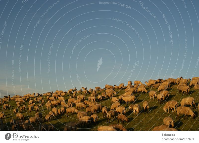 Rasen mähen Farbfoto mehrfarbig Außenaufnahme Menschenleer Textfreiraum oben Abend Sonnenlicht Tier Nutztier Schaf Paarhufer Tiergruppe Fressen Zusammensein