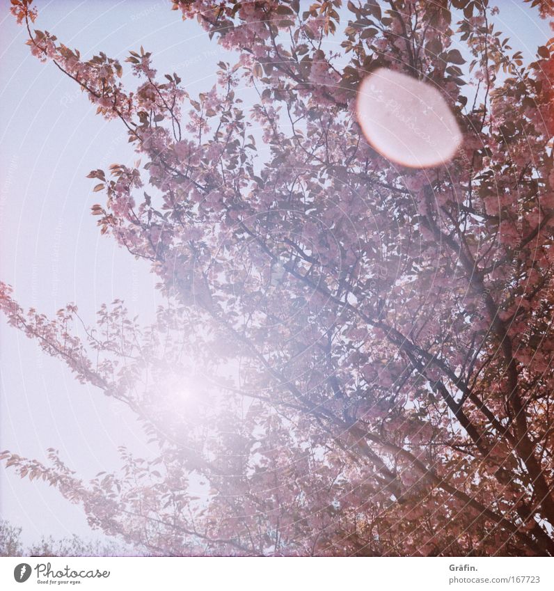 [HH 04.09] Blütenträume Farbfoto Außenaufnahme Lomografie Holga Sonnenstrahlen Gegenlicht Sonnenlicht Frühling Baum Kirschbaum Duft Kitsch rosa Leichtigkeit