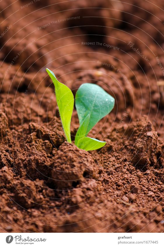 Junge grüne Pflanze auf rotem Acker neu frisch Feld Erde Ackerbau Landwirtschaft Geburt Trieb Keim Natur Botanik Beginn jung Aussaat Blatt Wachstum Optimismus