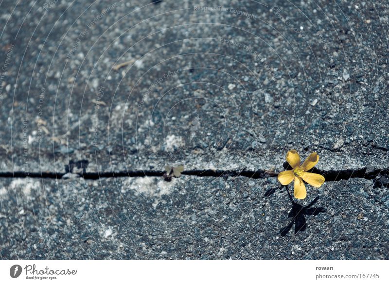 blümlein vs. asphalt Farbfoto Hintergrund neutral Pflanze Blume einzigartig schön Ausdauer standhaft Konkurrenz Optimismus protestieren rebellieren