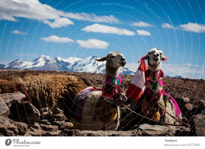2 Lamas in Peru Landschaft Schönes Wetter Berge u. Gebirge Gipfel Schneebedeckte Gipfel Tier blau braun weiß Zufriedenheit ruhig Farbfoto Außenaufnahme