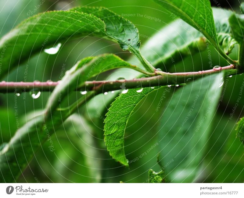 Blätter im Regen Blatt grün Sommer Pflanze Wassertropfen