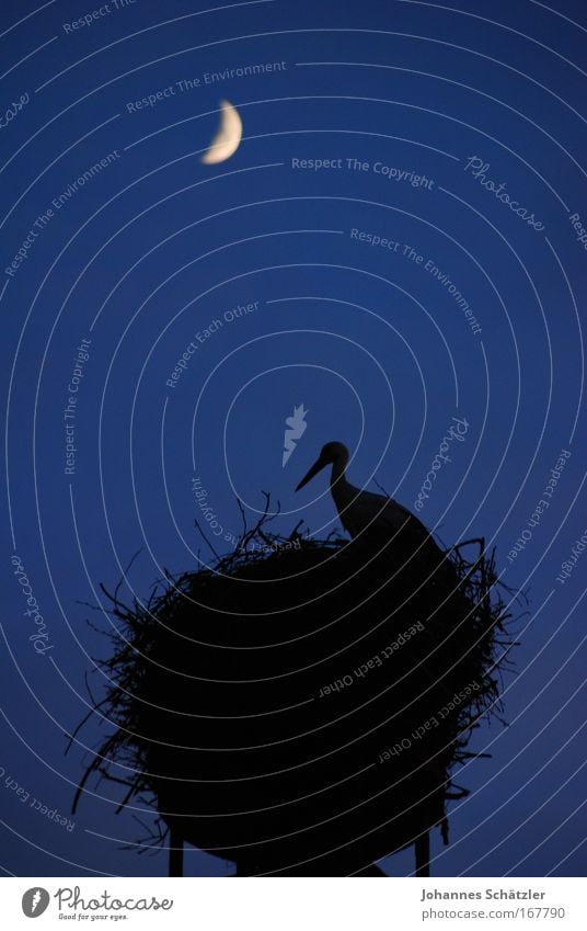 Nachtwächter Farbfoto Außenaufnahme Textfreiraum Mitte Silhouette Tierporträt Vogel 1 Brunft bauen beobachten füttern Storch Nestbau Mond Mondschein Schornstein