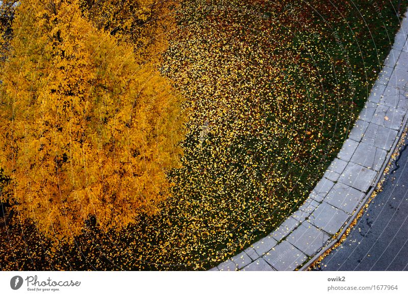 Farbfoto Umwelt Natur Landschaft Herbst Schönes Wetter Baum Gras Blatt Straße Bürgersteig Bodenplatten Asphalt blau grün orange Herbstlaub Herbstfärbung