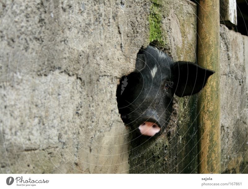 schwein gehabt Tier Haustier Nutztier Tiergesicht Schwein Schwein gehabt Schweinekopf Schweinschnauze Schweineohr 1 beobachten Blick dreckig natürlich Neugier