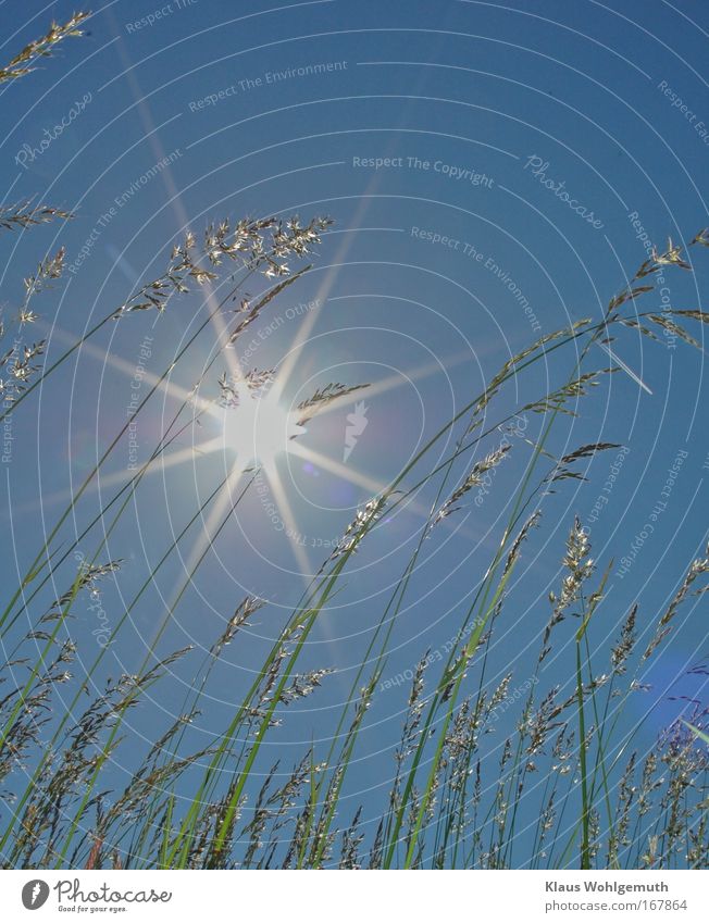 Grasgeflüster Farbfoto Außenaufnahme Nahaufnahme Licht Sonnenlicht Gegenlicht Starke Tiefenschärfe Weitwinkel Blick nach oben Umwelt Natur Landschaft Pflanze