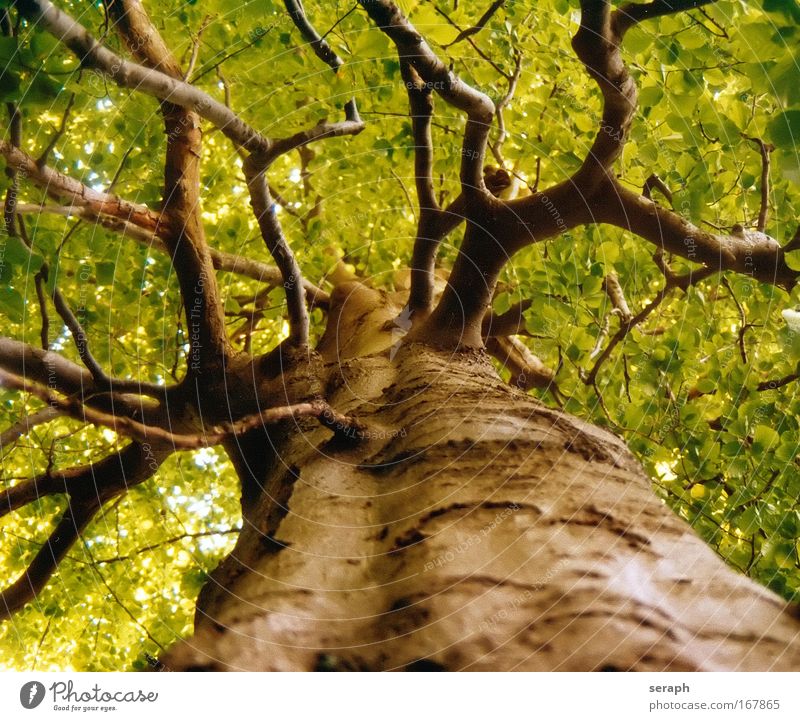 Uralte Buche Baum Blatt trunk crown of tree Wald Kruste Holz Ast Geäst Lebensalter bark dendritic giant Stimmungsbild Labyrinth twig strength Botanik pflanzlich