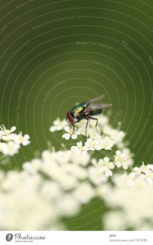 Blumen und Bienen… äh, Fliegen Farbfoto Außenaufnahme Nahaufnahme Textfreiraum oben Tag Schwache Tiefenschärfe Natur Pflanze Tier Schönes Wetter Blüte