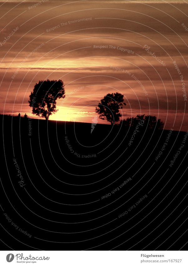 Liebespaar geht mit Sonne unter Farbfoto Außenaufnahme Dämmerung Himmel Nachthimmel Sonnenaufgang Sonnenuntergang Sommer Schönes Wetter Park Wiese Feld Brunft