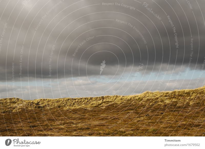 Teilweise sonnig. Umwelt Natur Landschaft Himmel Wolken Sonnenlicht Wetter Dünengras Dänemark bedrohlich blau grau Ferne Farbfoto Außenaufnahme Menschenleer Tag