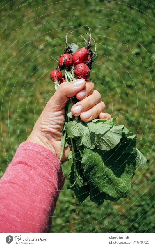 Erste Ernte Lebensmittel Gemüse Radieschen Ernährung Bioprodukte Vegetarische Ernährung Slowfood Arme Hand Finger Umwelt Natur Pflanze Sommer Nutzpflanze Garten