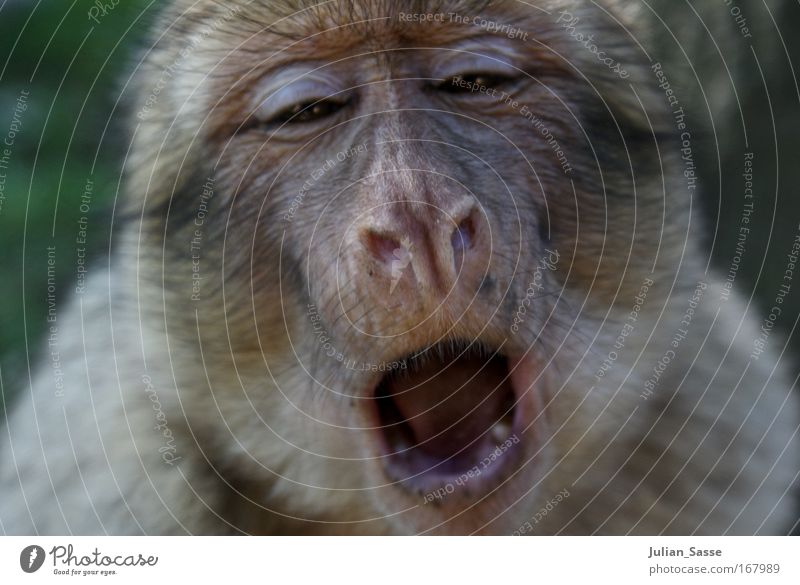 Affe Tier Wildtier Tiergesicht Zoo 1 exotisch Affen gähnen Farbfoto Außenaufnahme Tag Sonnenlicht Schwache Tiefenschärfe Zentralperspektive Tierporträt