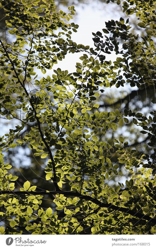 WALDLEUCHTEN Baum Blatt Wald Waldleuchten Beleuchtung Ast Licht Lichtstrahl Natur schön Idylle Spaziergang gehen Froschperspektive