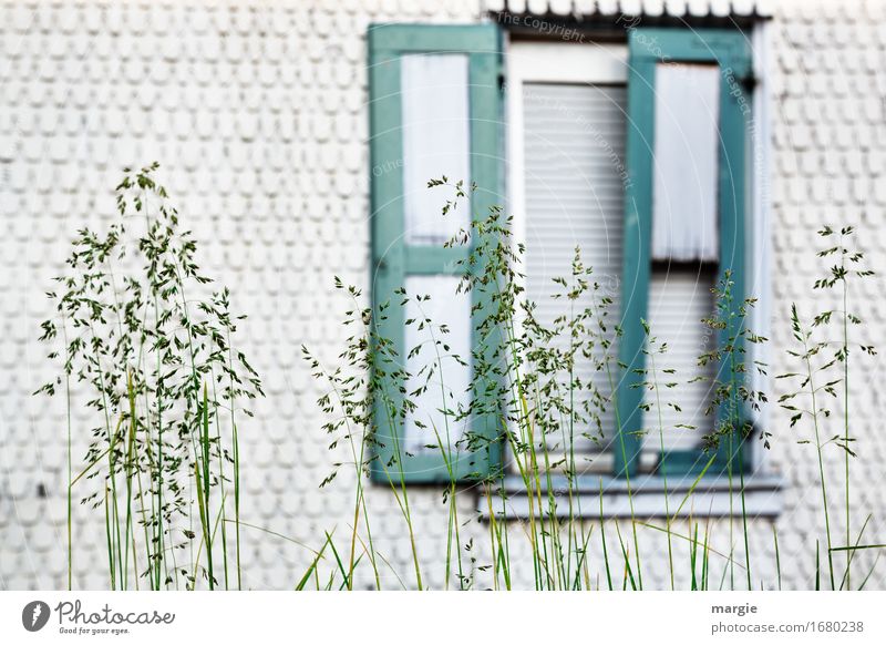 AST 9 | Vorgarten: Grashalme vor einem geheimnisvollen halboffenen Fenster Lifestyle Häusliches Leben Wohnung Haus Traumhaus Garten Renovieren Pflanze