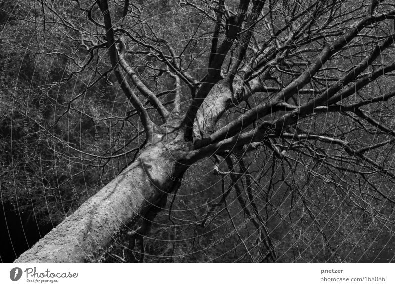 Düster Schwarzweißfoto Außenaufnahme Tag Starke Tiefenschärfe Froschperspektive Umwelt Natur Gewitter Baum dunkel Angst Traurigkeit