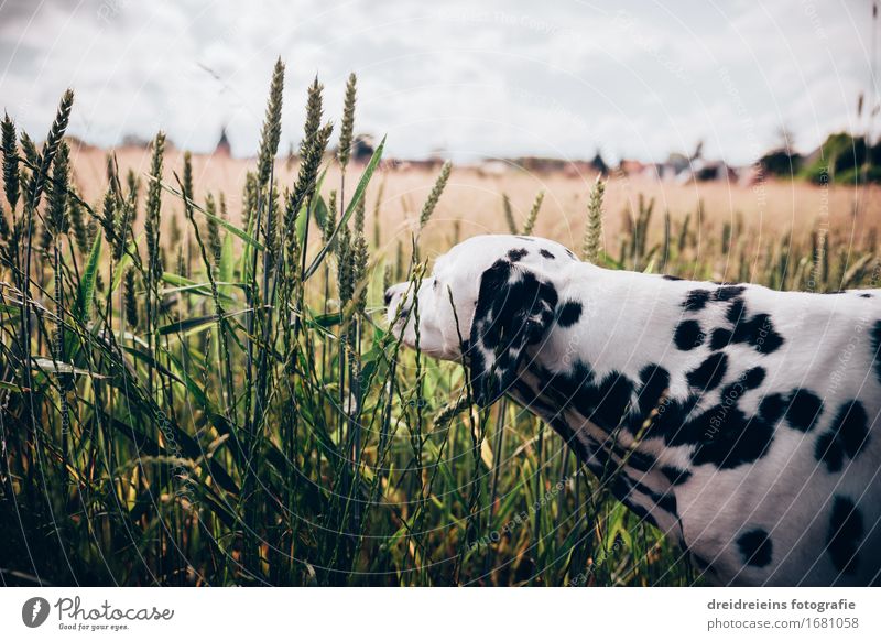 Neugierde. Umwelt Natur Landschaft Horizont Frühling Sommer Schönes Wetter Feld Tier Haustier Hund 1 entdecken Freundlichkeit einzigartig natürlich Glück