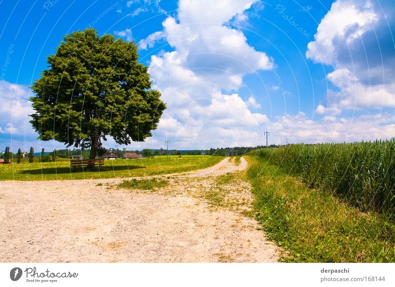 pause? Farbfoto Außenaufnahme Menschenleer Tag Schatten Kontrast Sonnenlicht Weitwinkel ruhig Sommer Natur Landschaft Himmel Wolken Schönes Wetter Baum Gras