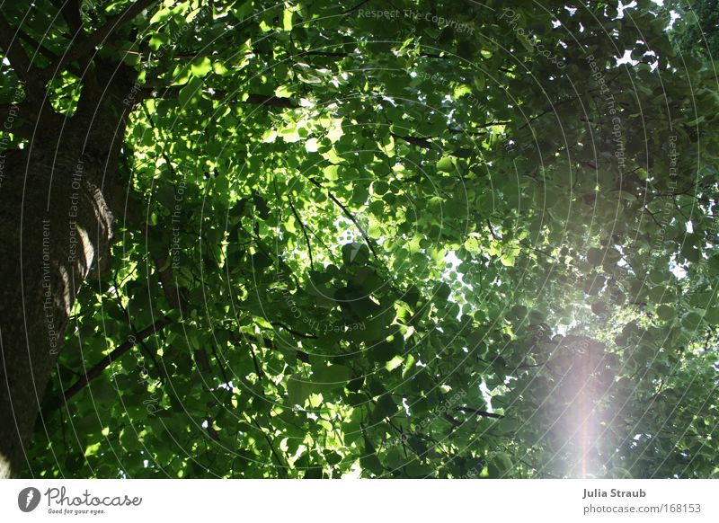 Baum Farbfoto Außenaufnahme Tag Licht Schatten Sonnenlicht Sonnenstrahlen Froschperspektive Rückansicht Garten Natur Sommer Blatt seriös braun grün schwarz