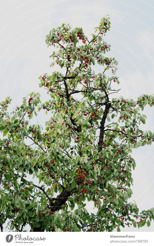 Kirschen mit Baum Farbfoto Außenaufnahme Frucht Ausflug Natur Pflanze Sommer "Obstbaum Kirschbaum" Blühend genießen Wachstum hell hoch grün rot Frühlingsgefühle