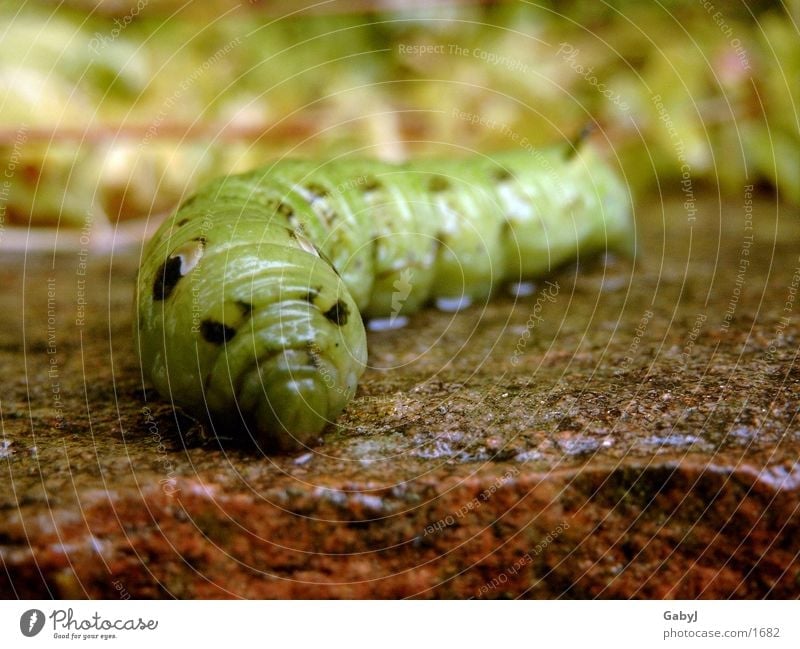glibschig Mitte Weinschwärmer grün Schmetterling Glätte Metamorphose Wurm Reptil Insekt Raupe wiedergeburt