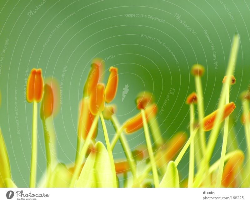 terrestrial life #1 Farbfoto Detailaufnahme Makroaufnahme Textfreiraum oben Tag Unschärfe Schwache Tiefenschärfe Duft Pflanze Blume Blüte exotisch Park