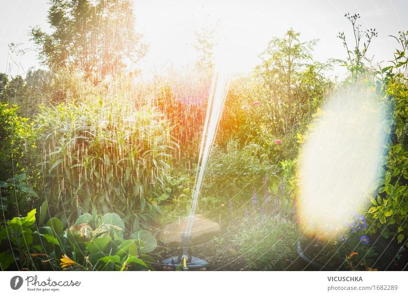 Sommergarten Bewässerung mit Sprinkler Lifestyle Design Häusliches Leben Garten Natur Landschaft Sonnenaufgang Sonnenuntergang Sonnenlicht Frühling