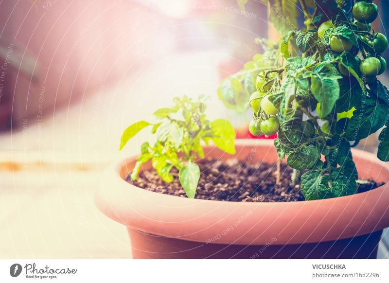 Wachsende Gemüse in Kübel auf Balkon Lebensmittel Lifestyle Gesunde Ernährung Sommer Häusliches Leben Wohnung Garten Natur Sonnenaufgang Sonnenuntergang