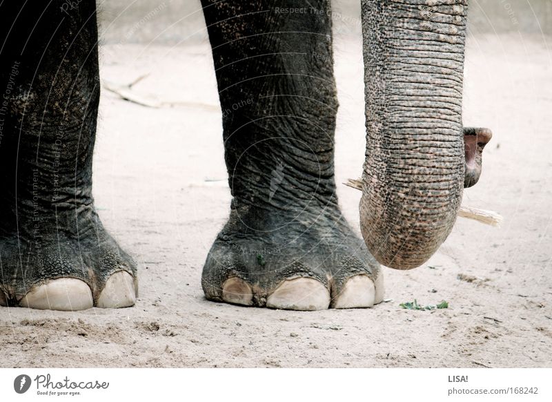 benjamin Farbfoto Gedeckte Farben Außenaufnahme Nahaufnahme Detailaufnahme Menschenleer Tag Tierporträt Natur Landschaft Erde Sand Wildtier Zoo Elefant