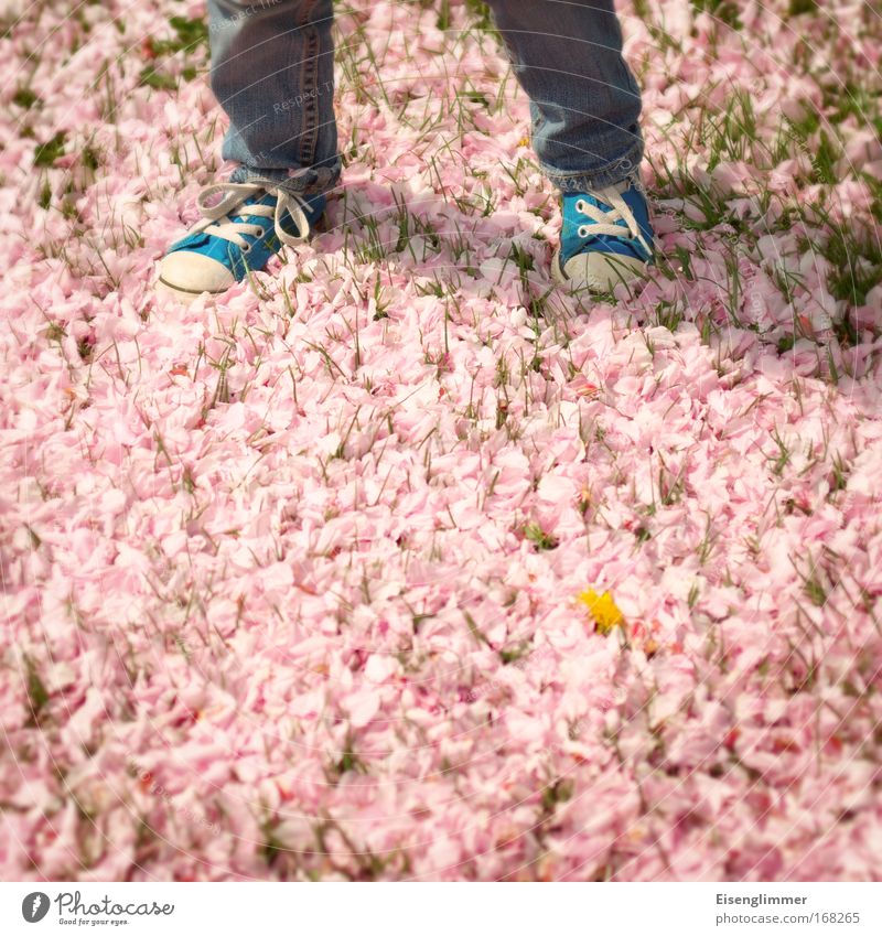 [HH 04.09] Blütenfotografiererei Kindheit Beine 3-8 Jahre Sonnenlicht Frühling Turnschuh stehen warten blau rosa Selbstständigkeit Zukunft gehen schrittweise