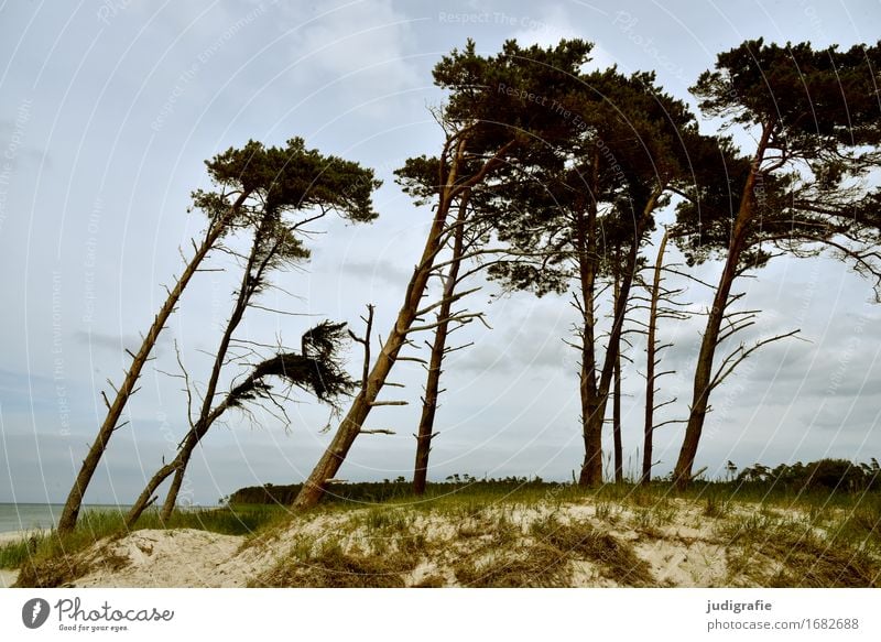 Weststrand Umwelt Natur Landschaft Pflanze Himmel Wolken Klima Wetter Wind Sturm Baum Küste Ostsee Fischland-Darß-Zingst außergewöhnlich natürlich Windflüchter