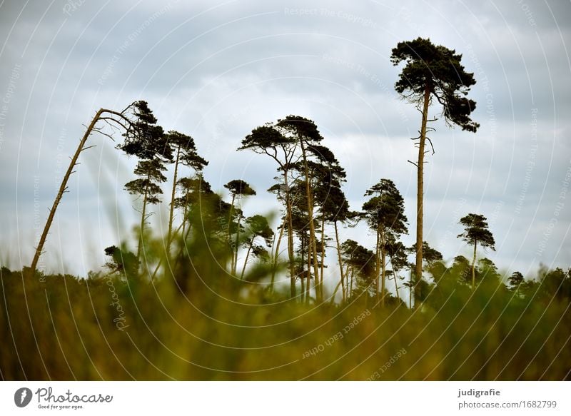 Weststrand Umwelt Natur Landschaft Pflanze Himmel Wolken Klima Wetter Wind Baum Wald Küste Ostsee Fischland-Darß-Zingst kalt natürlich wild Windflüchter