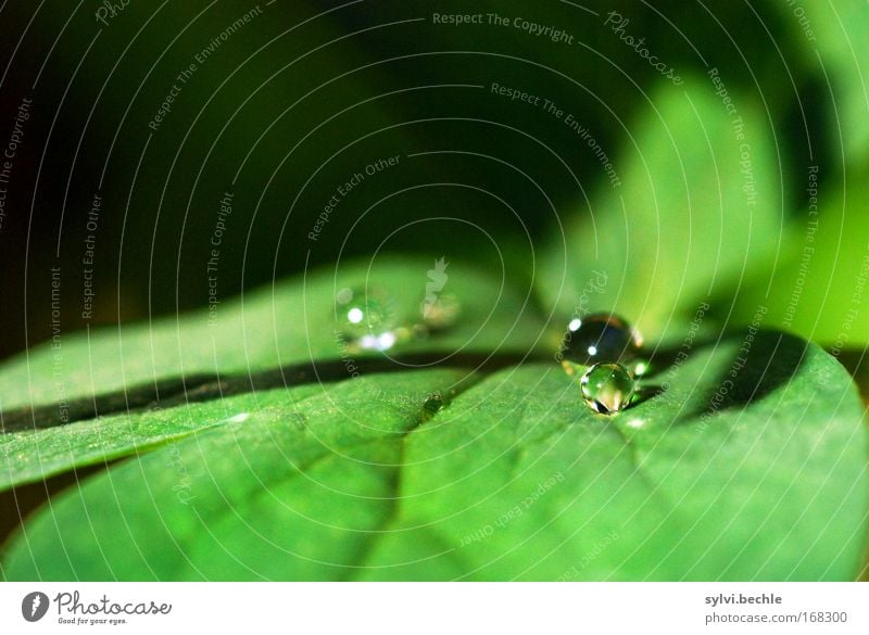 wie eine kleine perle Natur Pflanze Wassertropfen Klima Wetter Regen Blatt frisch glänzend kalt nass schön grün schwarz ruhig Reinheit rein Klarheit Farbfoto