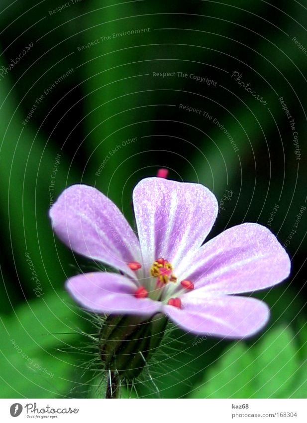 Im Wald Natur Pflanze Frühling Sommer Blume Blüte Duft violett grün Feld Blühend Wachstum kaz68 Wiese Idylle Wildpflanze Park ästhetisch Gras scharf Unschärfe