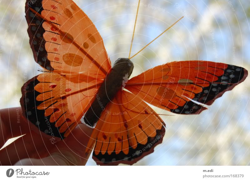 Schmetterling du kleines Ding... Farbfoto Tag Umwelt Natur Pflanze Grünpflanze 1 Tier fliegen