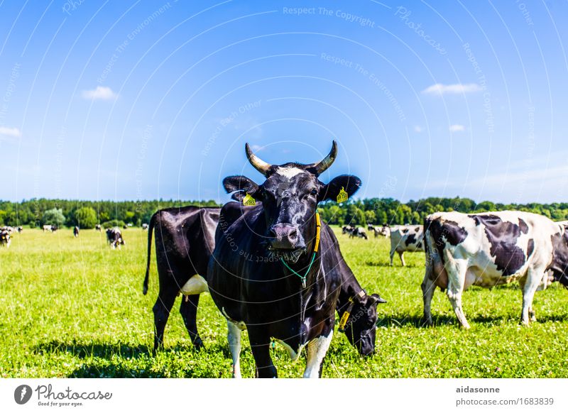 Kühe Tier Kuh Herde Tierliebe fleißig Mecklenburg-Vorpommern Deutschland Farbfoto Außenaufnahme Menschenleer Tag Starke Tiefenschärfe Tierporträt Blick