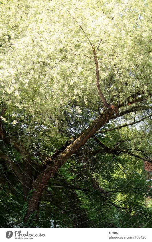 Schwanter Dorfschönheit Baum Ast Blatt Baumkrone Holz Pflanze Unterholz Licht Sonne Lebensraum Horst Blüte Frühling Blühend Domizil