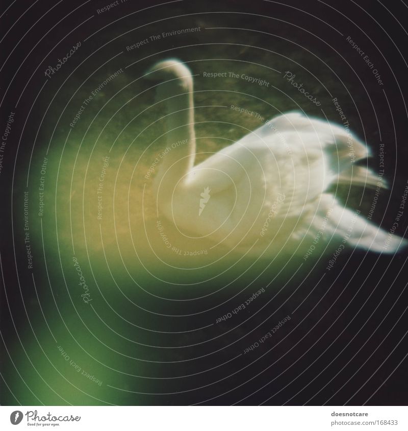 nuclear kitsch. Tier Vogel Schwan 1 bedrohlich grün weiß Strahlung diana+ Lomografie Mittelformat Rollfilm Lichtfleck Farbfoto Außenaufnahme Menschenleer