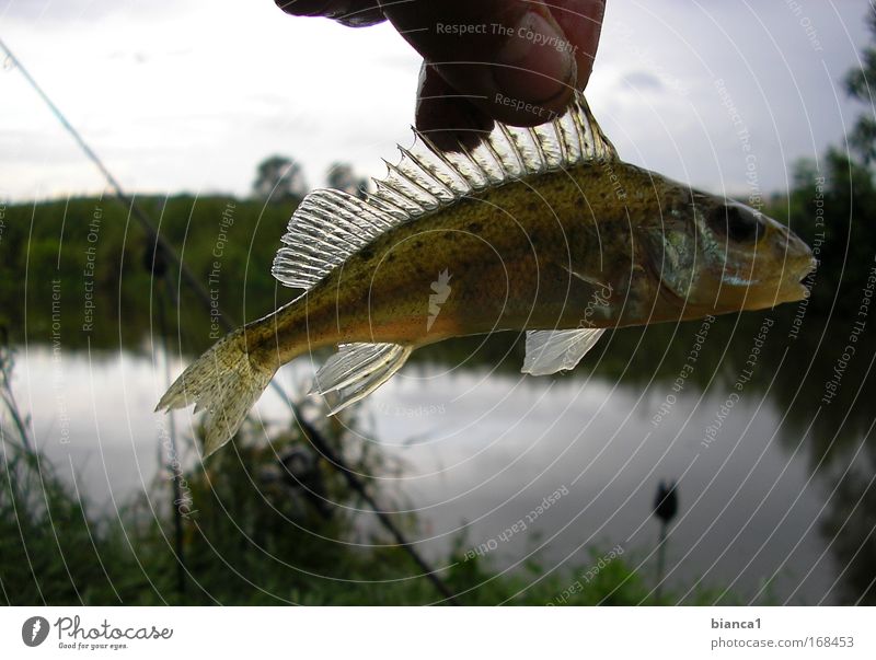 Barsch Farbfoto Außenaufnahme Dämmerung Tierporträt Fisch fangen Jagd tauchen glänzend nass schleimig Geschwindigkeit Begeisterung geduldig Ausdauer Natur Tag