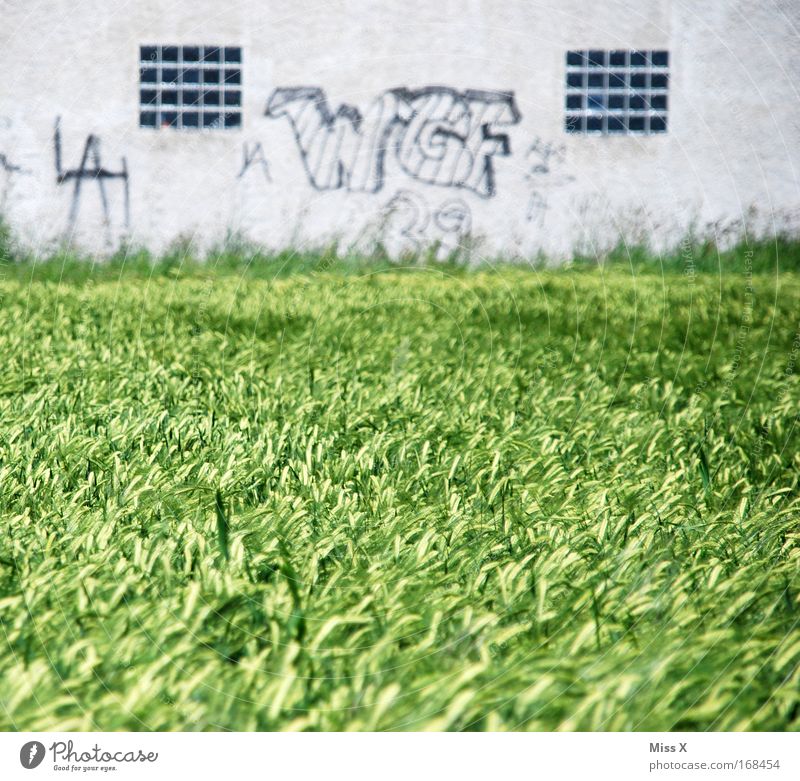 W G F WEIZEN & Graue Fassade Farbfoto Gedeckte Farben Außenaufnahme Menschenleer Tag Schwache Tiefenschärfe Natur Graffiti Vergänglichkeit Weizenfeld Mauer