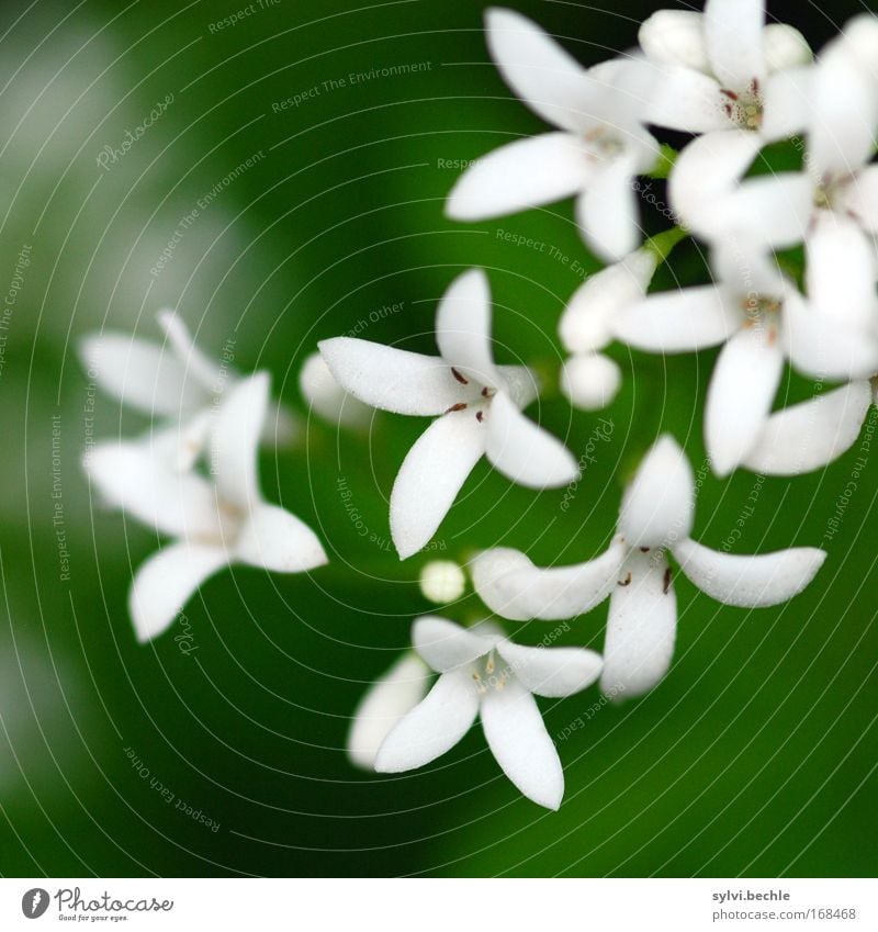 weiß ist die farbe der unschuld Natur Pflanze Sommer Blüte elegant schön natürlich weich grün schwarz rein Pollen leuchten strahlend zart unschuldig Sauberkeit