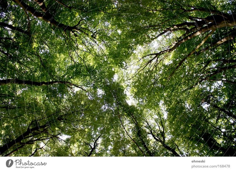 Sommerwald Farbfoto Tag Umwelt Natur Landschaft Pflanze Baum Wald natürlich grün Blatt Ast Baumstamm