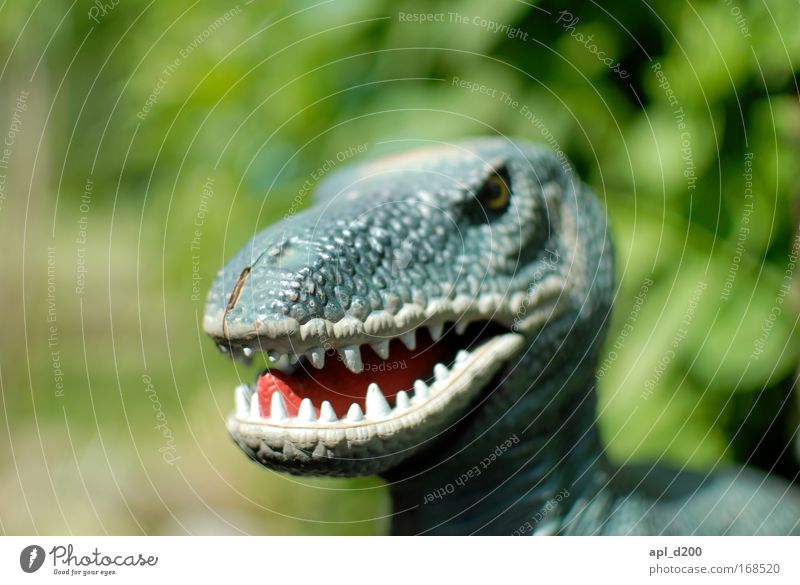 Tyrannosaurus rex Farbfoto Außenaufnahme Detailaufnahme Tag Schwache Tiefenschärfe Zentralperspektive Tierporträt Oberkörper Blick in die Kamera Spielen Umwelt