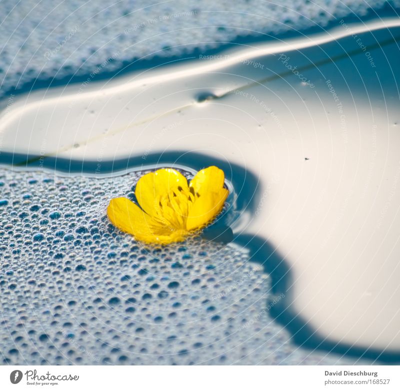 Eine Runde schwimmen Farbfoto Außenaufnahme Detailaufnahme Tag Schatten Kontrast Sonnenlicht Umwelt Natur Pflanze Wasser Sommer Blume Blüte Teich See blau gelb