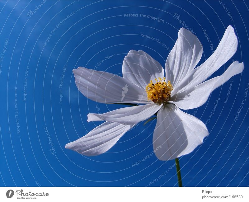 Weiße Cosmeablüte vor blauem Himmel Farbfoto Außenaufnahme Makroaufnahme Hintergrund neutral Tag Pflanze Frühling Schönes Wetter Blume Blüte Blühend leuchten