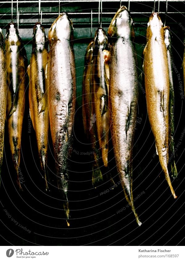 Erst mal abhängen... Tier Fisch Fischmarkt Markt Protein Forelle Totes Tier Räucherfisch geräuchert Herd & Backofen Fischereiwirtschaft Fischereihafen