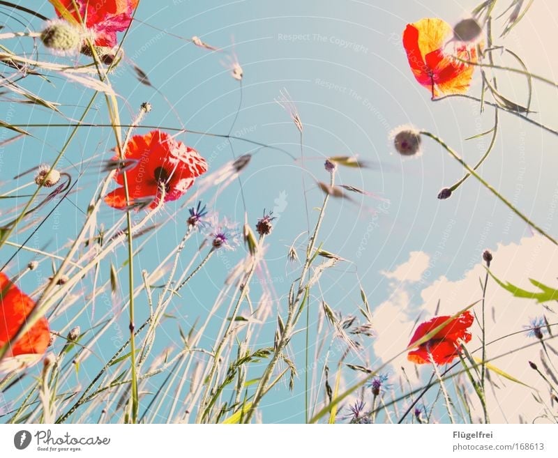 An einem Mohntag im Sommer... II Natur Pflanze Himmel Wolken Sonnenlicht Blüte blau Mohnblüte Kornblume Gras altehrwürdig rot Frühlingsgefühle Farbfoto