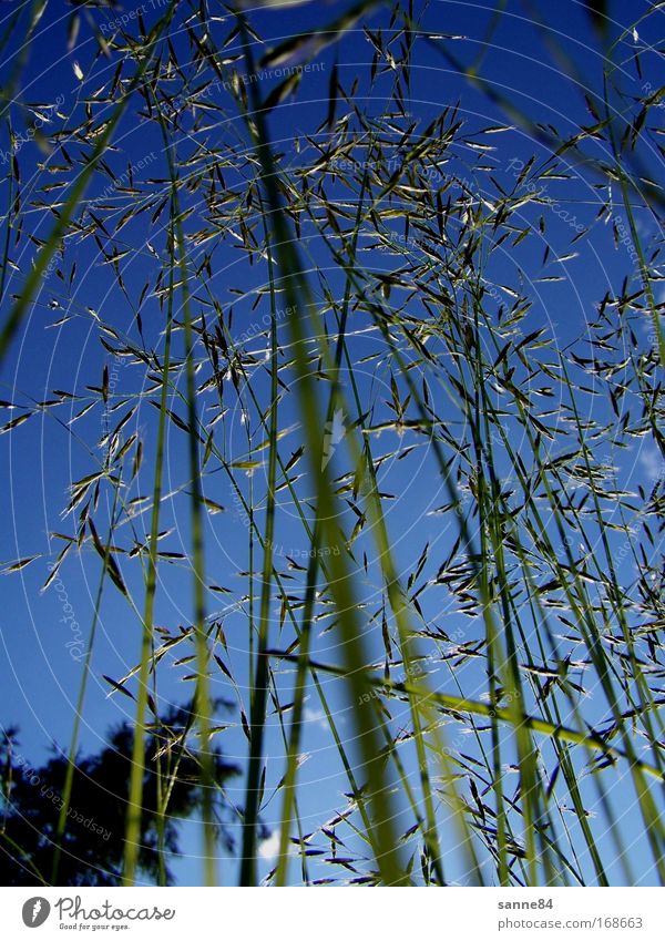 Hochwald Farbfoto Außenaufnahme Nahaufnahme Detailaufnahme Menschenleer Tag Silhouette Sonnenlicht Gegenlicht Froschperspektive Natur Himmel Wolkenloser Himmel