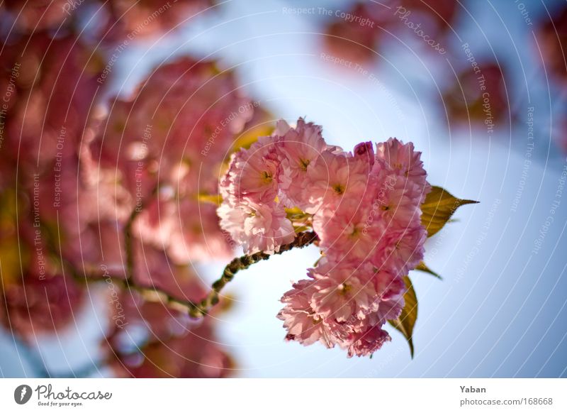 Zierkirsche Farbfoto Nahaufnahme Tag Schwache Tiefenschärfe Umwelt Natur Pflanze Frühling Baum Blüte Blühend Duft ästhetisch schön rosa Kirschblüten Kirschbaum