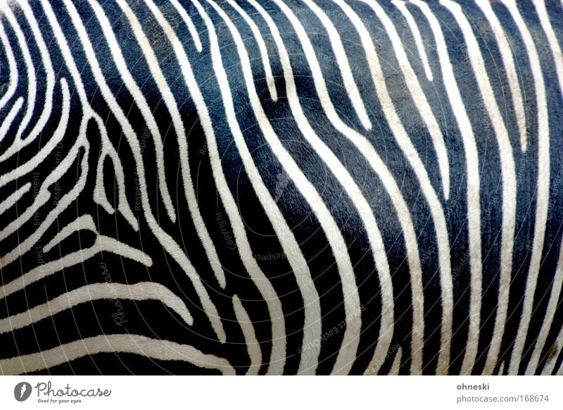 Zebrastreifen abstrakt Muster Tierporträt Oberkörper Natur Wildtier Zoo 1 füttern stehen warten ästhetisch außergewöhnlich dreckig schwarz weiß