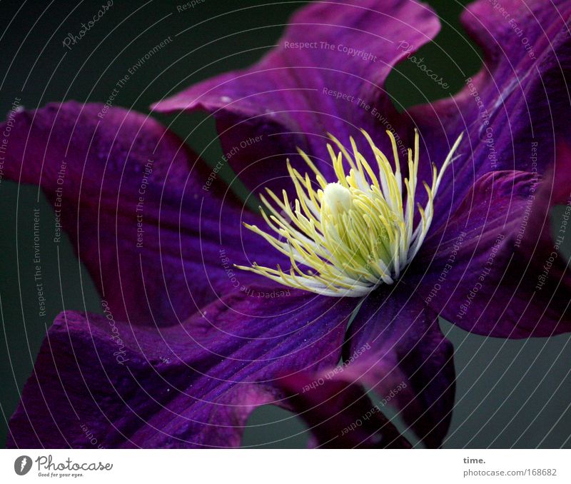 Einladung Clematis Aubergine violett gelb Blüte dunkel Abend Dämmerung Konzentration Mittelpunkt prächtig Blume Pflanze